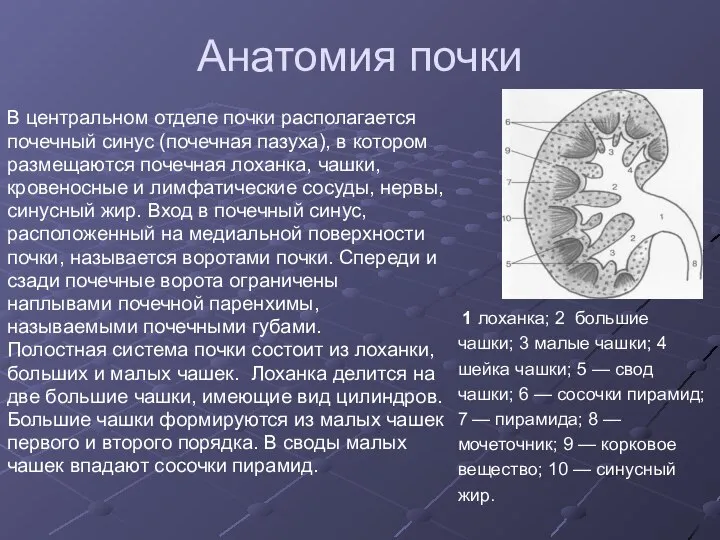 Анатомия почки В центральном отделе почки располагается почечный синус (почечная пазуха),