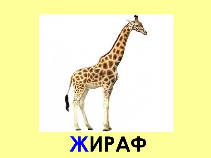 ЖИРАФ