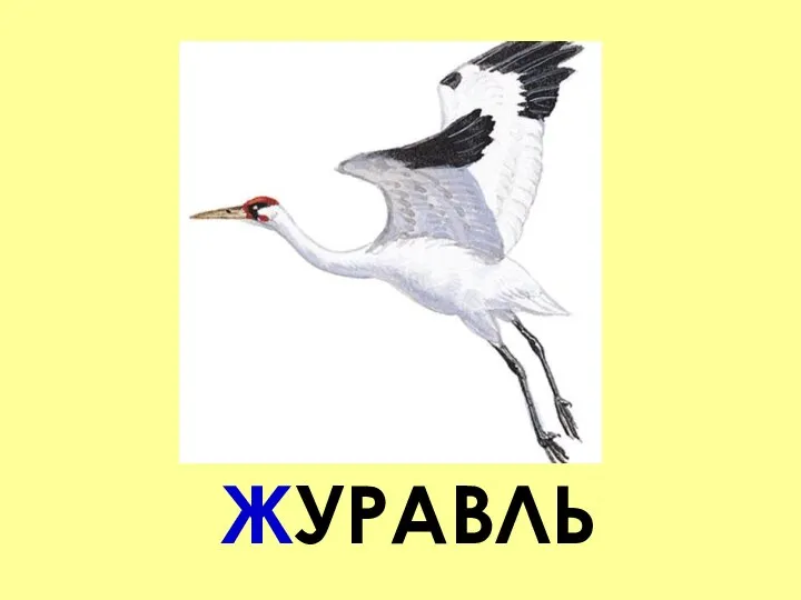 ЖУРАВЛЬ