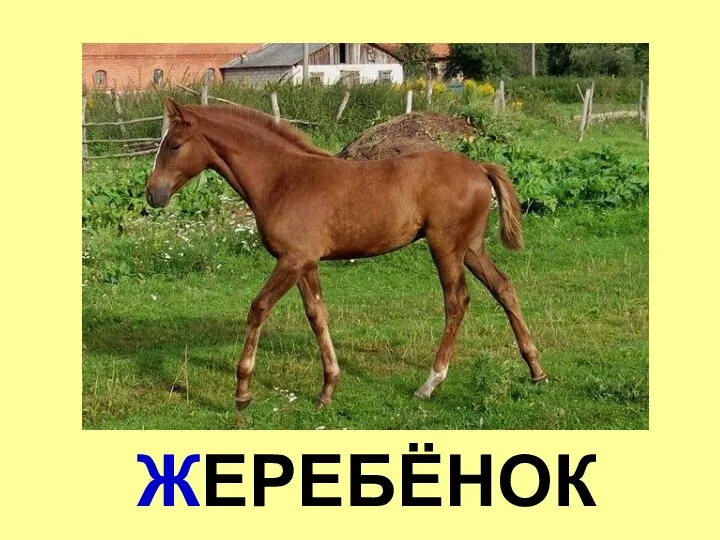 ЖЕРЕБЁНОК