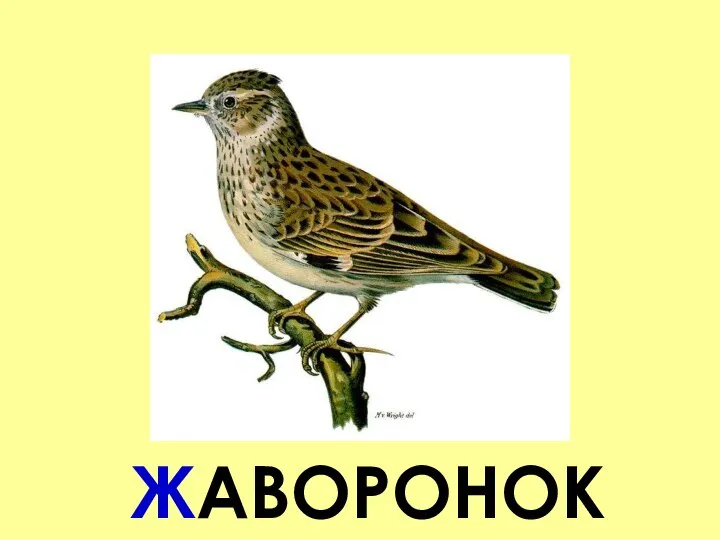 ЖАВОРОНОК