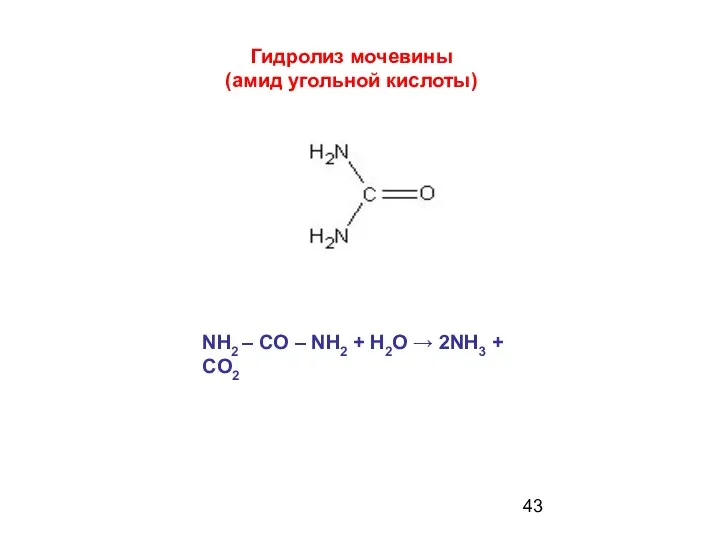 Гидролиз мочевины (амид угольной кислоты) NH2 – CO – NH2 + H2O → 2NH3 + CO2