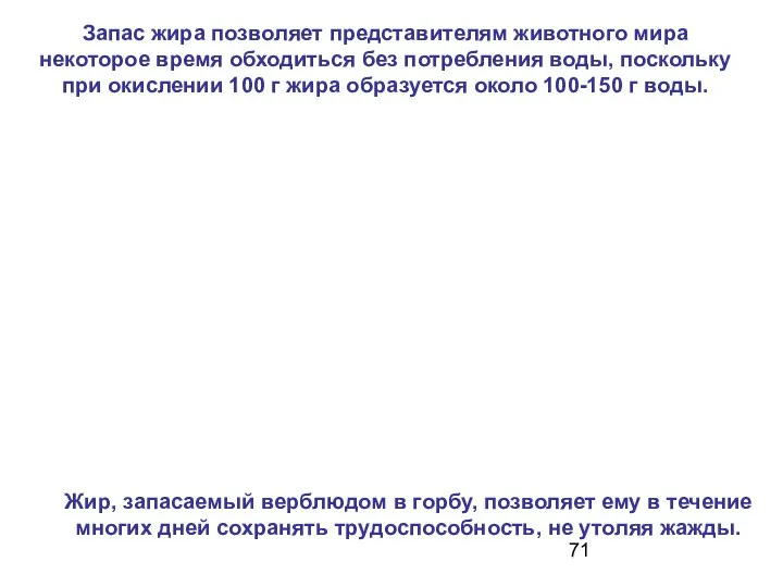 Запас жира позволяет представителям животного мира некоторое время обходиться без потребления