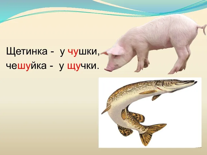 Щетинка - у чушки, чешуйка - у щучки.