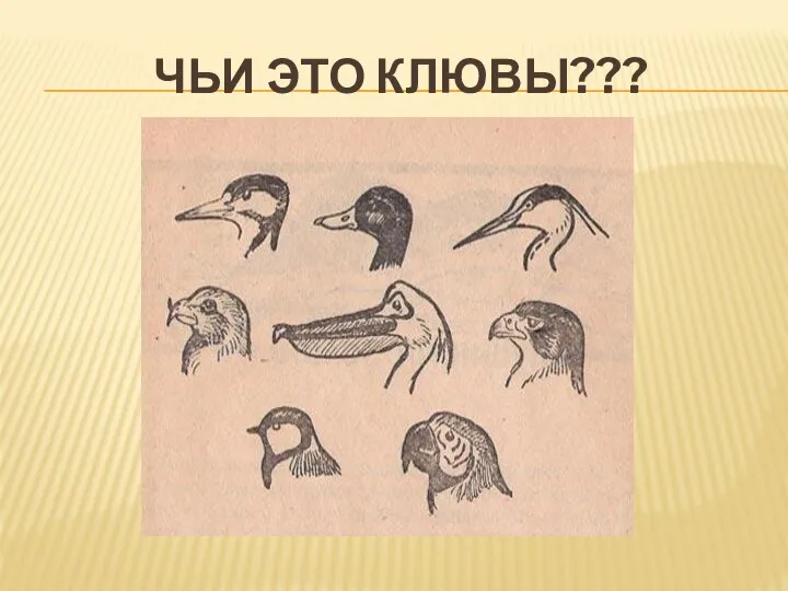 ЧЬИ ЭТО КЛЮВЫ???