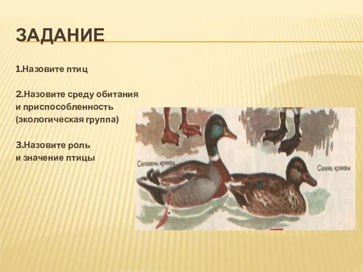 ЗАДАНИЕ 1.Назовите птиц 2.Назовите среду обитания и приспособленность (экологическая группа) 3.Назовите роль и значение птицы