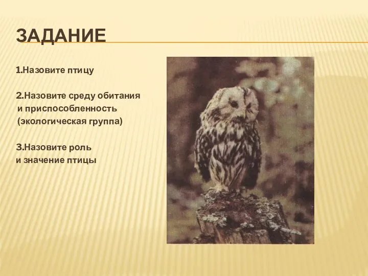 ЗАДАНИЕ 1.Назовите птицу 2.Назовите среду обитания и приспособленность (экологическая группа) 3.Назовите роль и значение птицы