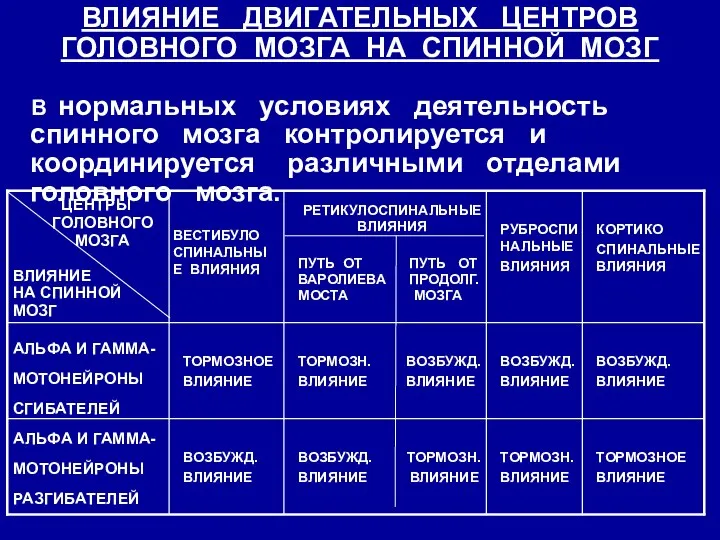 ВЛИЯНИЕ ДВИГАТЕЛЬНЫХ ЦЕНТРОВ ГОЛОВНОГО МОЗГА НА СПИННОЙ МОЗГ В нормальных условиях