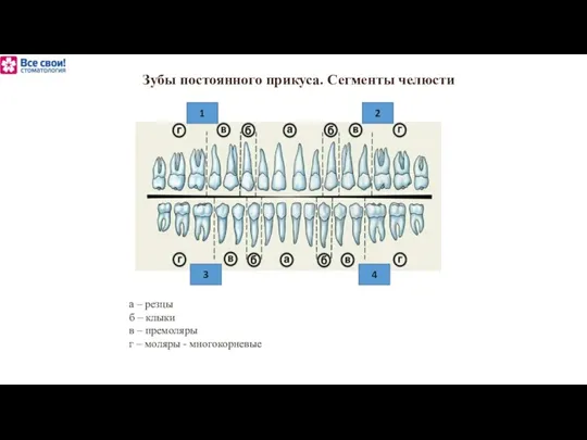 Зубы постоянного прикуса. Сегменты челюсти а – резцы б – клыки