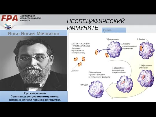 Илья Ильич Мечников (1845-1916) Русский ученый. Занимался вопросами иммунитета. Впервые описал