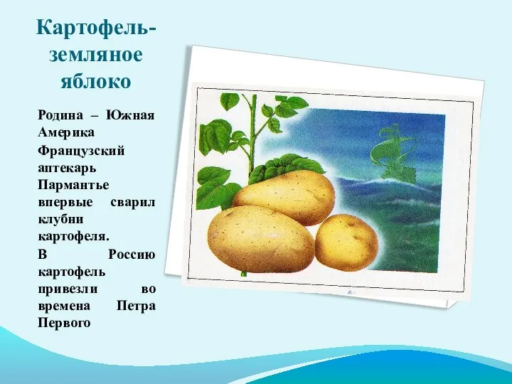Картофель- земляное яблоко Родина – Южная Америка Французский аптекарь Пармантье впервые