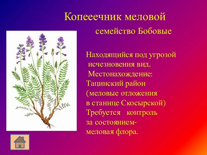 Копееечник меловой семейство Бобовые Находящийся под угрозой исчезновения вид. Местонахождение: Тацинский