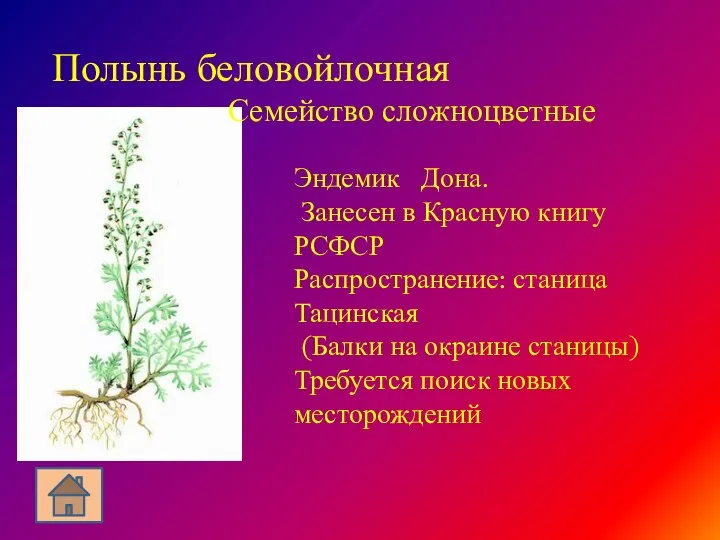 Полынь беловойлочная Семейство сложноцветные Эндемик Дона. Занесен в Красную книгу РСФСР