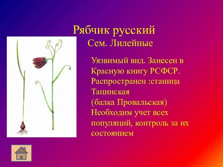 Рябчик русский Сем. Лилейные Уязвимый вид. Занесен в Красную книгу РСФСР.