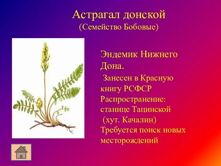 Астрагал донской (Семейство Бобовые) Эндемик Нижнего Дона. Занесен в Красную книгу