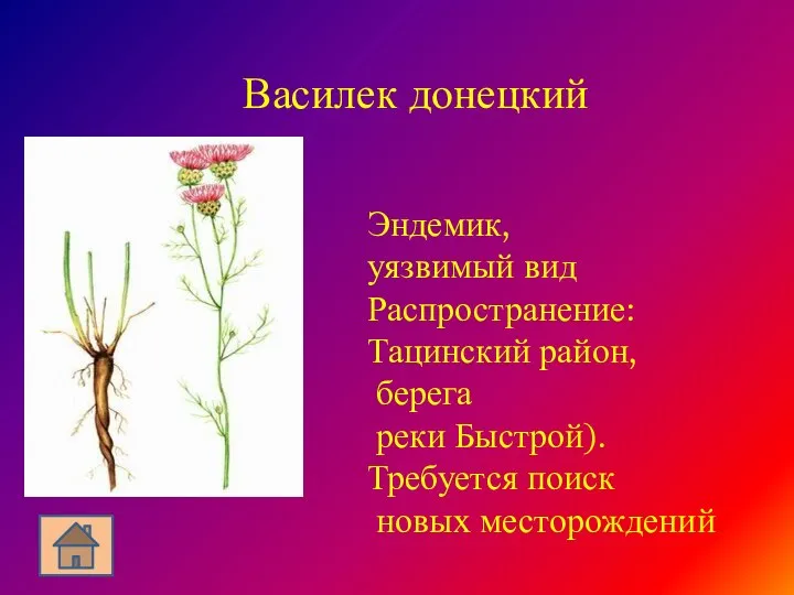 Василек донецкий Эндемик, уязвимый вид Распространение: Тацинский район, берега реки Быстрой). Требуется поиск новых месторождений