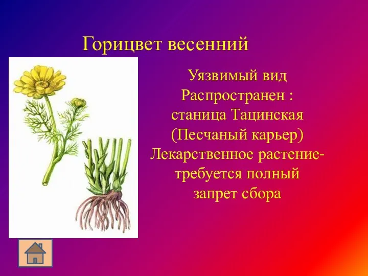 Горицвет весенний Уязвимый вид Распространен : станица Тацинская (Песчаный карьер) Лекарственное растение-требуется полный запрет сбора