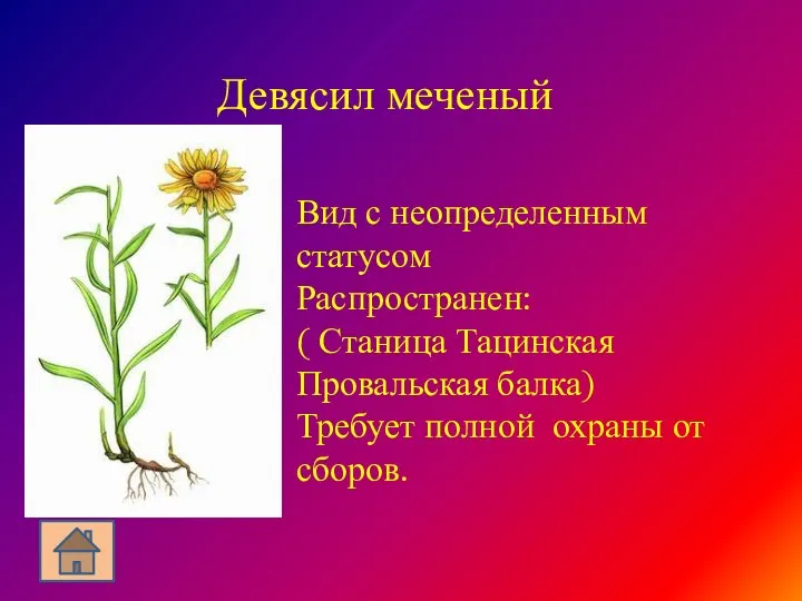 Девясил меченый Вид с неопределенным статусом Распространен: ( Станица Тацинская Провальская