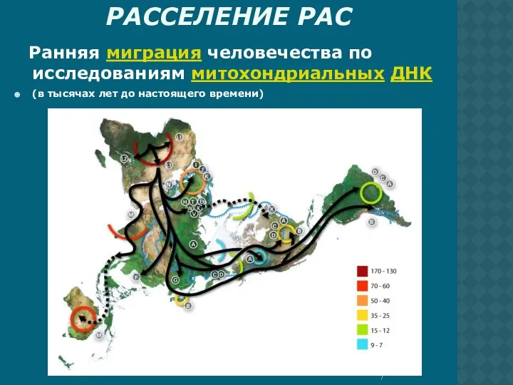 РАССЕЛЕНИЕ РАС Ранняя миграция человечества по исследованиям митохондриальных ДНК (в тысячах лет до настоящего времени)