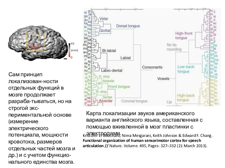 Сам принцип локализован-ности отдельных функций в мозге продолжает разраба-тываться, но на