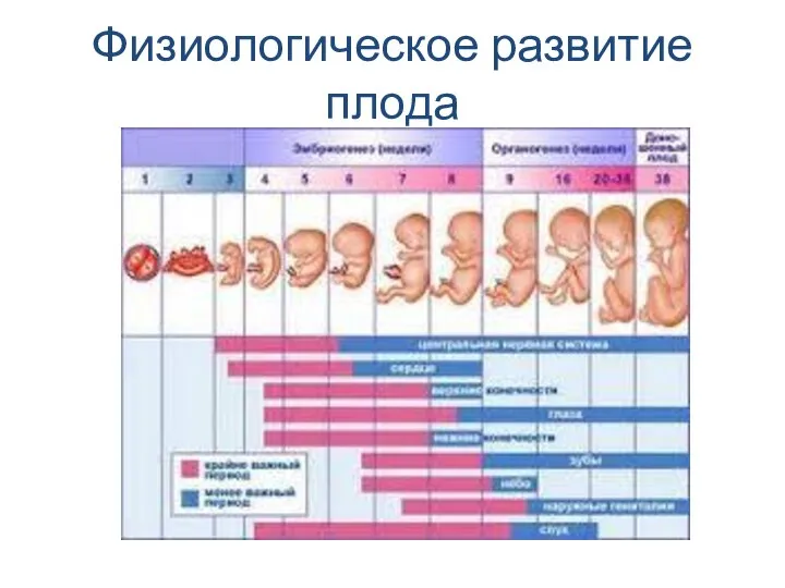 Физиологическое развитие плода