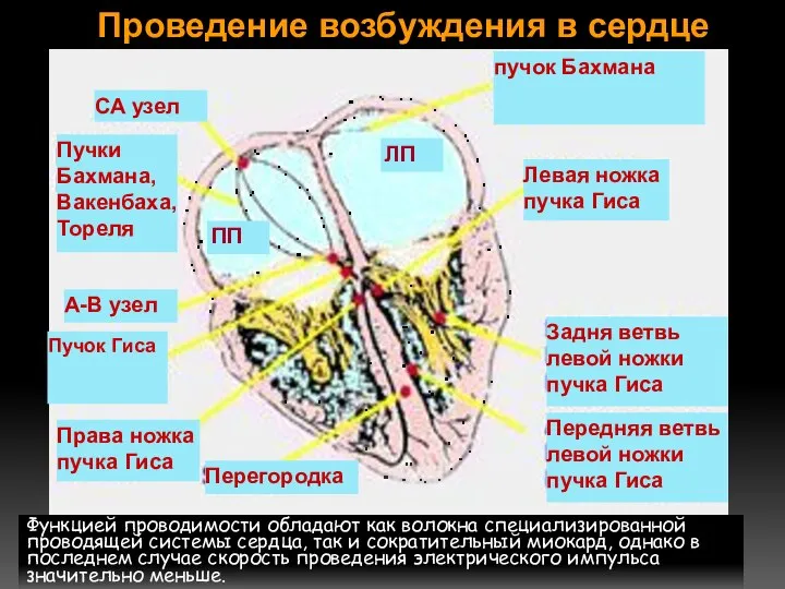 Проведение возбуждения в сердце Функцией проводимости обладают как волокна специализированной проводящей