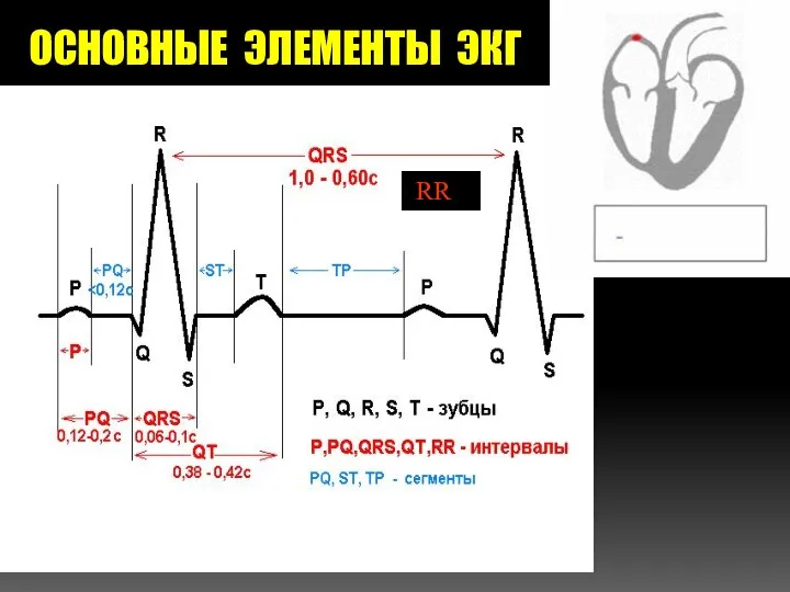 ОСНОВНЫЕ ЭЛЕМЕНТЫ ЭКГ RR