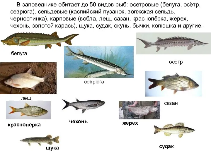 белуга В заповеднике обитает до 50 видов рыб: осетровые (белуга, осётр,