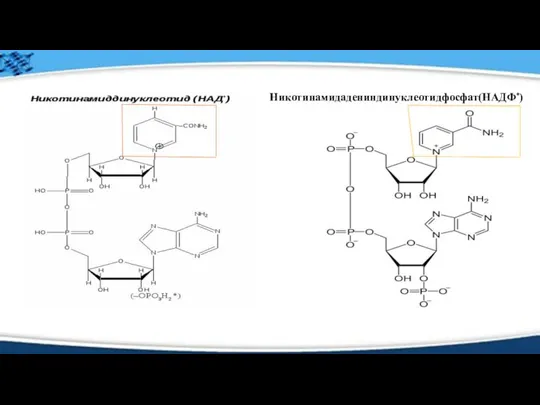 Никотинамидадениндинуклеотидфосфат(НАДФ⁺)