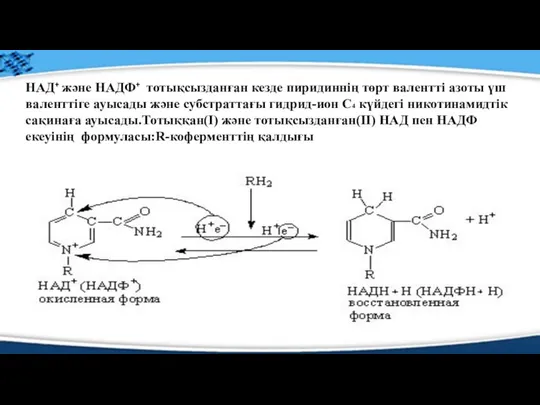 НАД⁺ және НАДФ⁺ тотықсызданған кезде пиридиннің төрт валентті азоты үш валенттіге