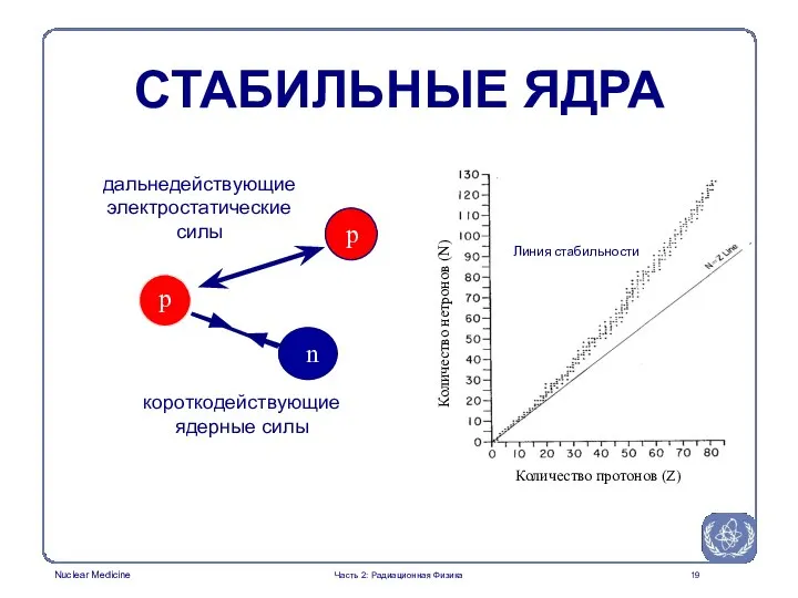 СТАБИЛЬНЫЕ ЯДРА дальнедействующие электростатические силы короткодействующие ядерные силы p p n