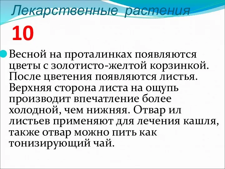 Лекарственные растения 10 Весной на проталинках появляются цветы с золотисто-желтой корзинкой.