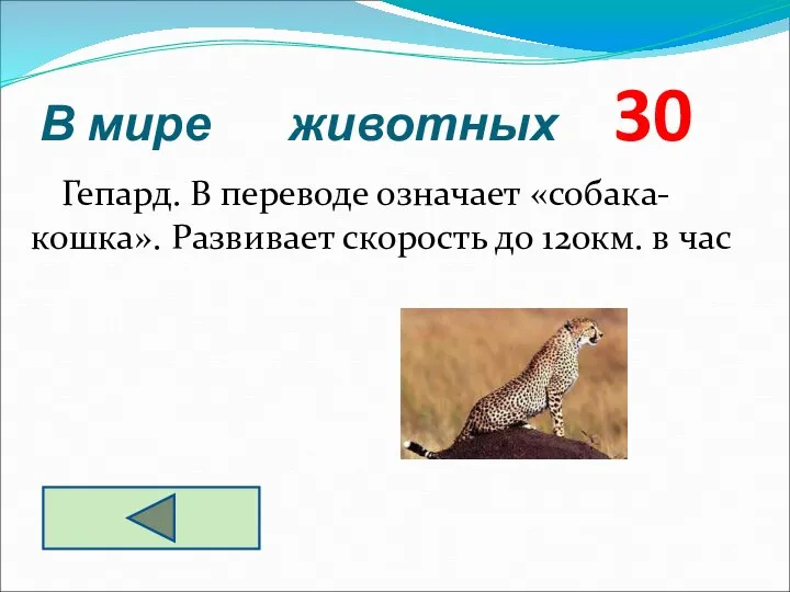 В мире животных 30 Гепард. В переводе означает «собака-кошка». Развивает скорость до 120км. в час