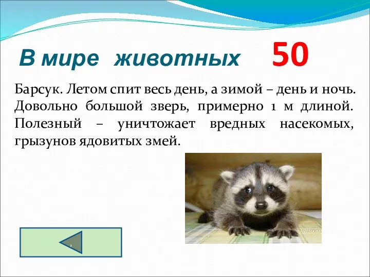 В мире животных 50 Барсук. Летом спит весь день, а зимой