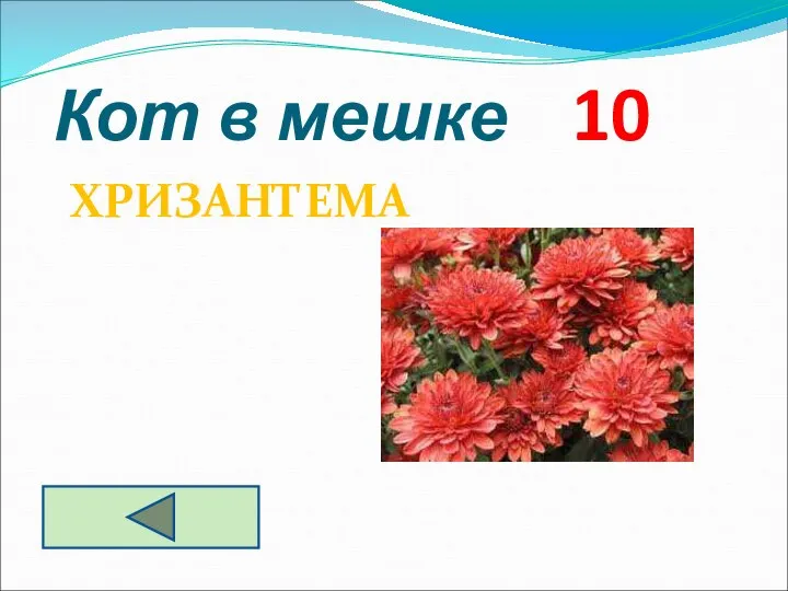 Кот в мешке 10 ХРИЗАНТЕМА