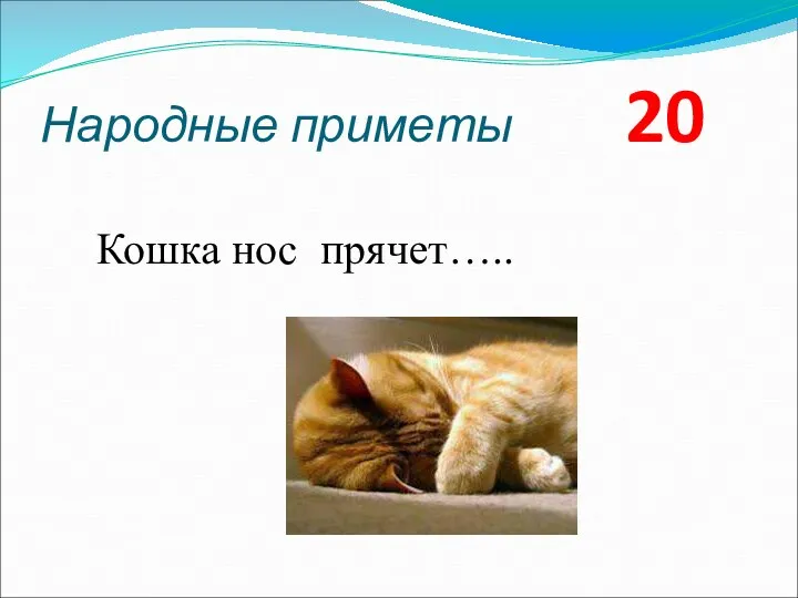 Народные приметы 20 Кошка нос прячет…..