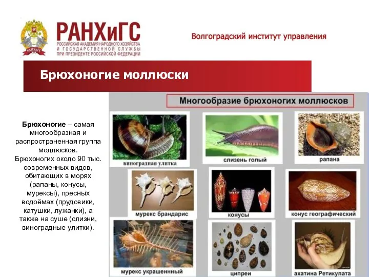 Брюхоногие моллюски Брюхоногие – самая многообразная и распространенная группа моллюсков. Брюхоногих