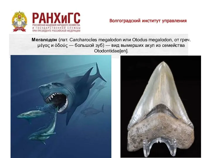 Мегалодон (лат. Carcharocles megalodon или Otodus megalodon, от греч. μέγας и