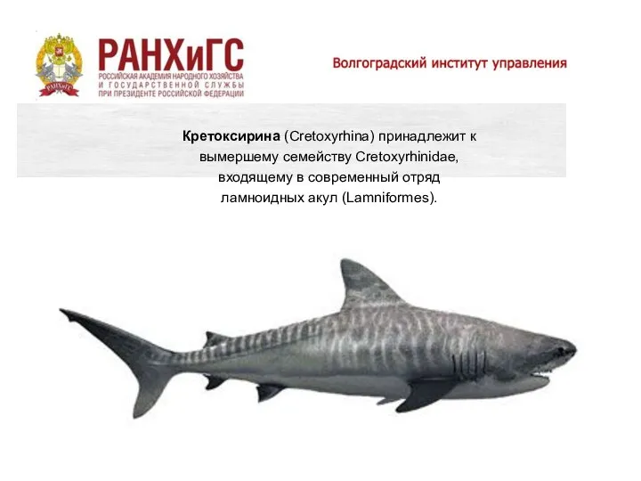 Кретоксирина (Cretoxyrhina) принадлежит к вымершему семейству Cretoxyrhinidae, входящему в современный отряд ламноидных акул (Lamniformes).