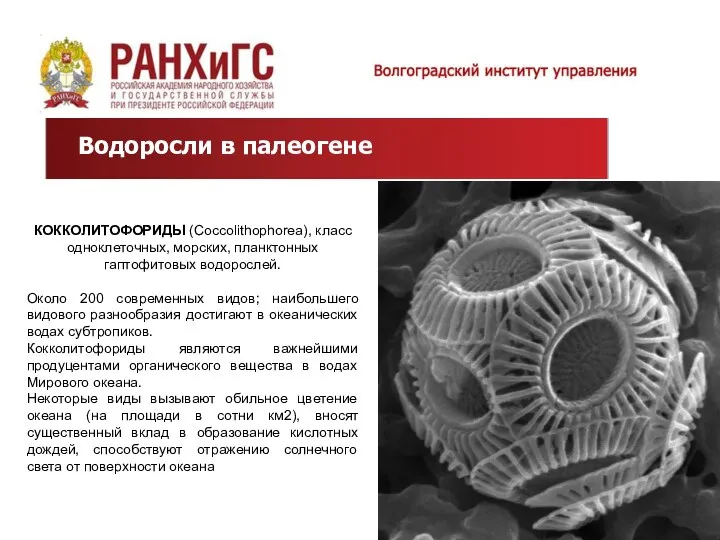 Водоросли в палеогене КОККОЛИТОФОРИДЫ (Coccolithophorea), класс одноклеточных, морских, планктонных гаптофитовых водорослей.