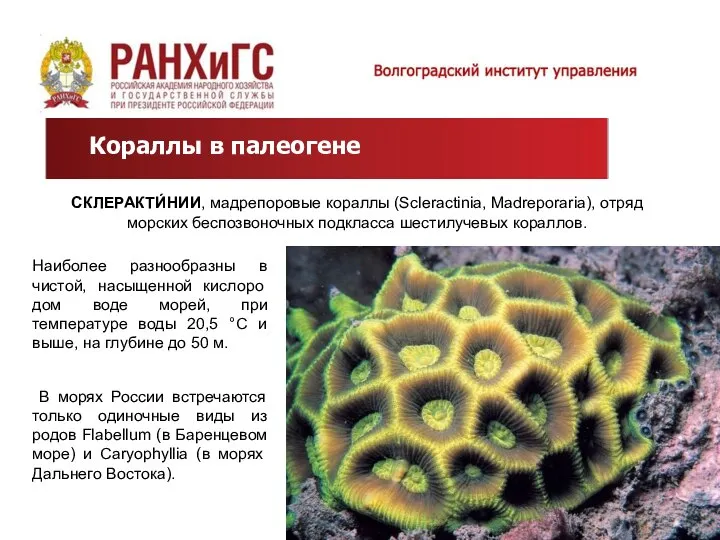 Кораллы в палеогене СКЛЕРАКТИ́НИИ, мадрепоровые кораллы (Scleractinia, Madreporaria), отряд морских беспозвоночных