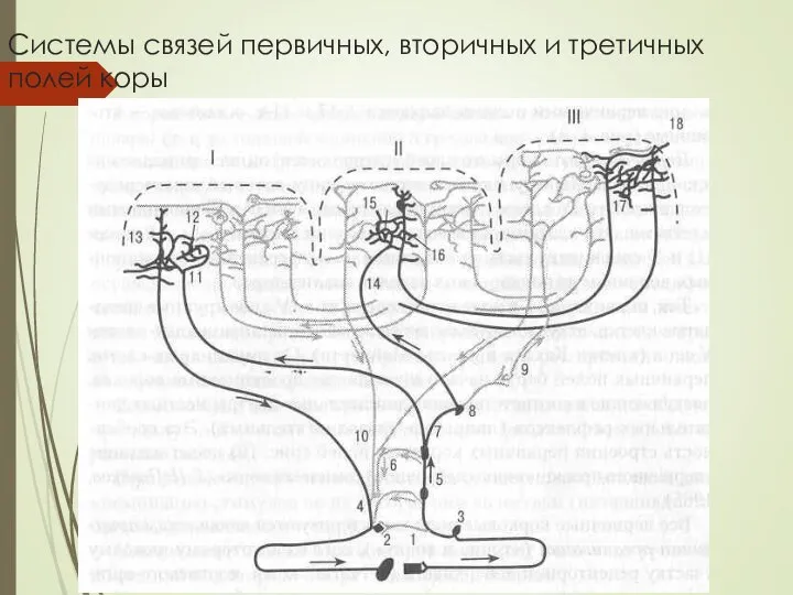 Системы связей первичных, вторичных и третичных полей коры