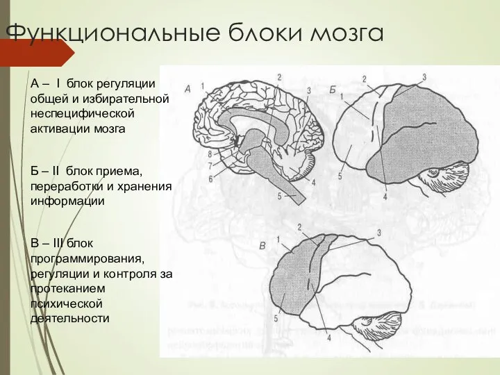 Функциональные блоки мозга А – I блок регуляции общей и избирательной