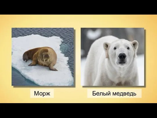 Морж Белый медведь