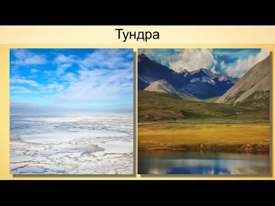 Тундра