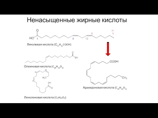 Ненасыщенные жирные кислоты Линолевая кислота (С17H31COOH) Олеиновая кислота (C18H34O2) Леноленовая кислота (C₁₈H₃₀O₂) Арахидоновая кислота (C20H32O2)