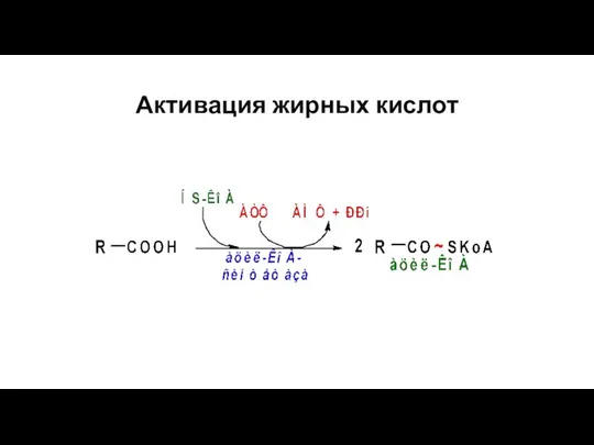 Активация жирных кислот