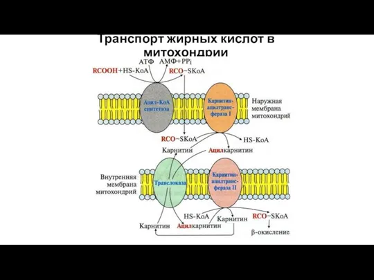 Транспорт жирных кислот в митохондрии
