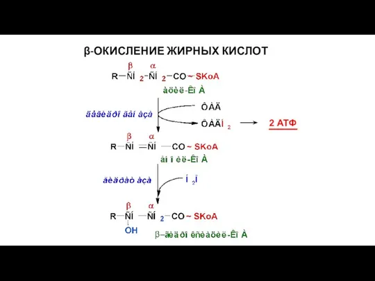 β-ОКИСЛЕНИЕ ЖИРНЫХ КИСЛОТ 2 АТФ