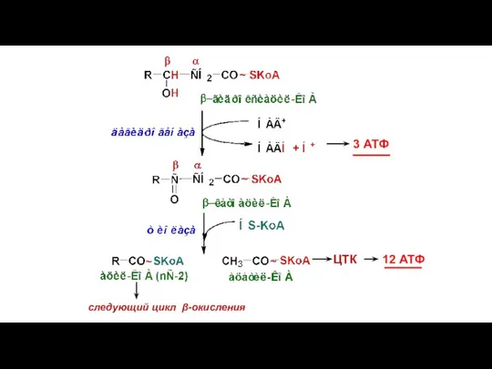 3 АТФ ЦТК 12 АТФ следующий цикл β-окисления
